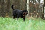 ROTTWEILER 444